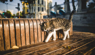 Кот на улице ждет ветеринара 