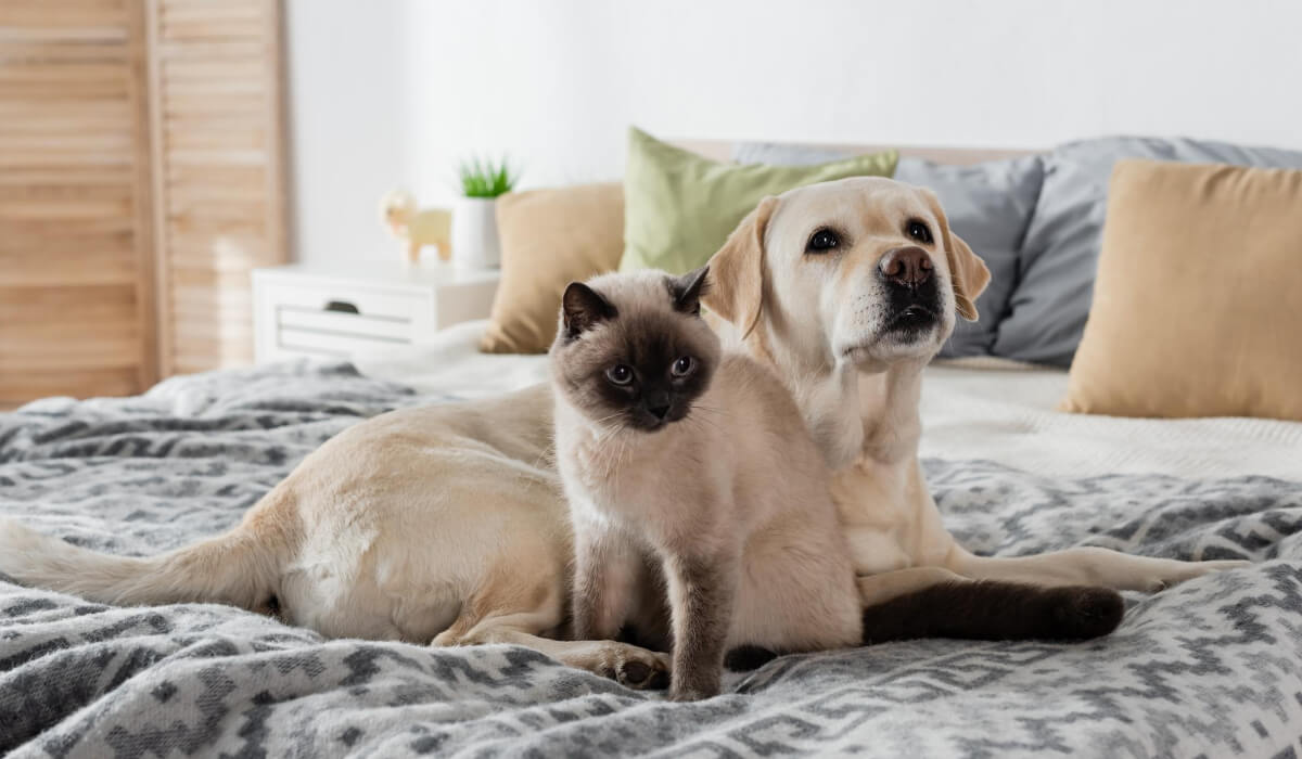 Кошка и собака лежат на кровати. Ru