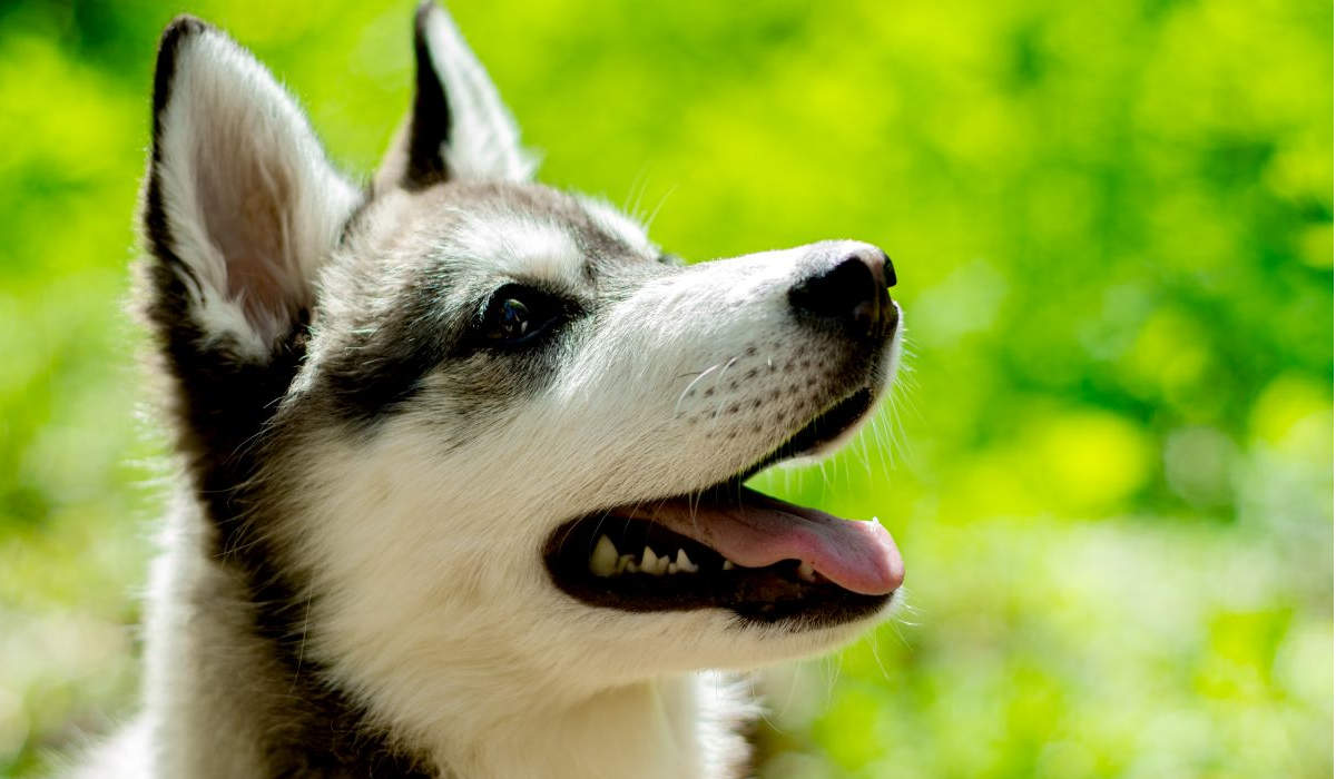 Mały husky syberyjski. Pl