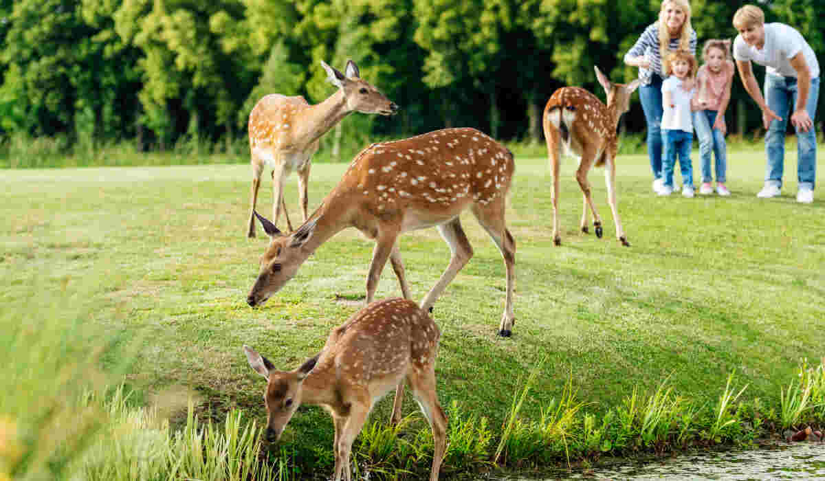 Renifery w największym polskim zoo