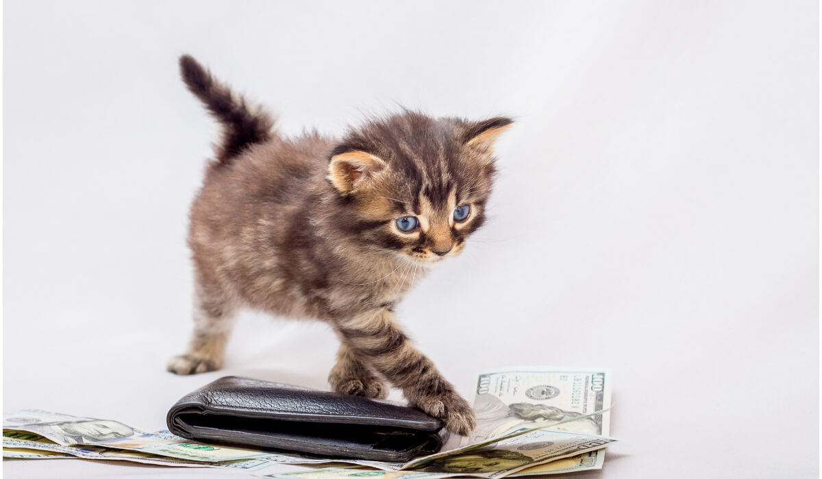 Котенок ходит по столу с деньгами-RU