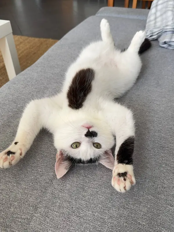 Черно белая смешная кошка лежит животом вверх